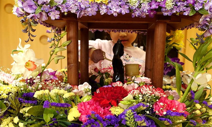 今日は「灌仏会」。東京の仏教寺院では、お釈迦様の誕生祝って「花御堂」に「甘茶」に 桜までこの日を待ってたかのような春爛漫。 旧暦3 4・乙亥
