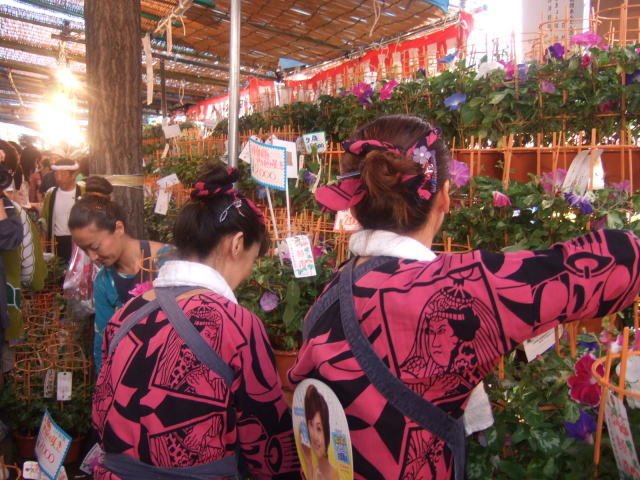 2023年は4年ぶりに「入谷朝顔まつり」が戻ってくる！ずらっと並んだ朝顔が東京の夏を告げる！株式会社オマツリジャパン