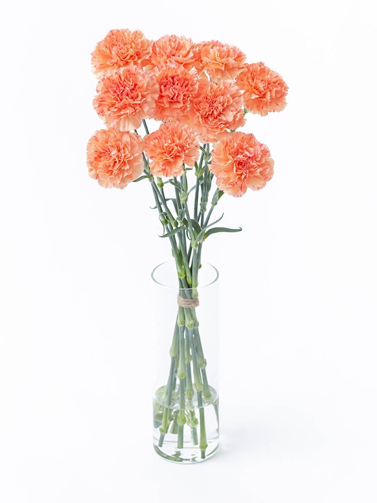 生花 カーネーション 濃オレンジ系 エルメスオレンジなど コロンビア産 OR-89- 花材通販はなどんやアソシエ