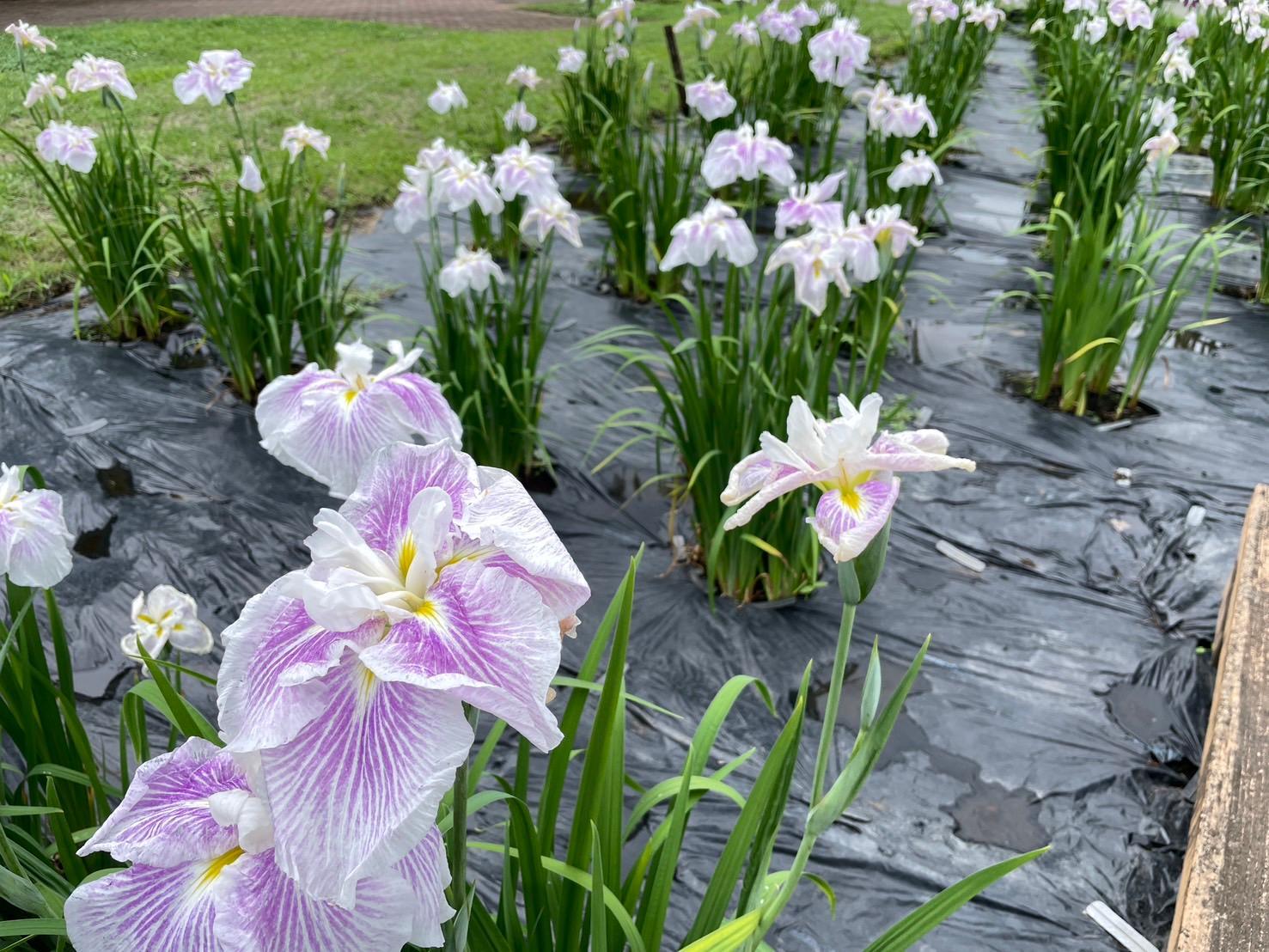 あやめ祭り🌿 – JAWA秋田グループ秋田の介護サービス事業・保育園事業
