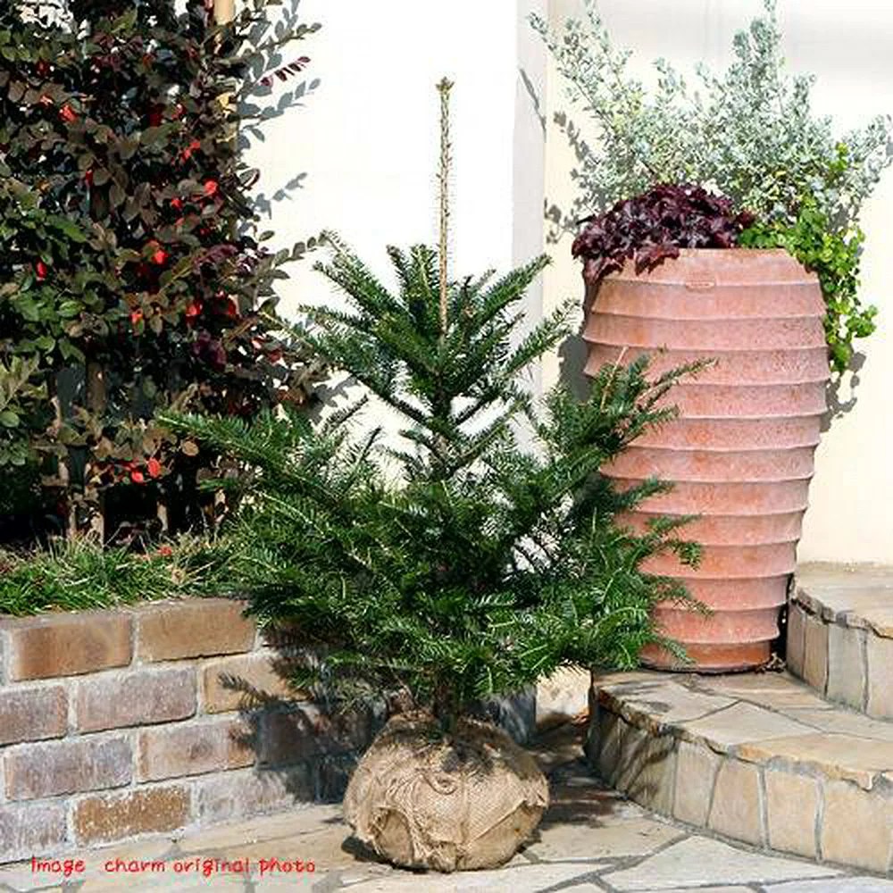 クリスマスツリーの木の種類は何の木？名前は？もみの木の理由は？Ami's Diary