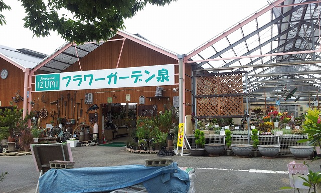 観葉植物 フラワーガーデン泉の植物達！！まるで植物園 宝の山でした - YouTube
