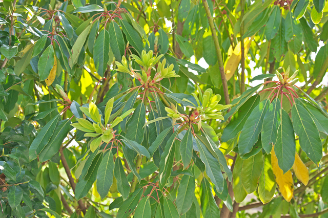 楽天市場 輪飾り・裏白付 草製 ４本セット ２本入×２袋お正月飾りしめ縄輪宝輪じめしめ飾り タテ型: 花火と縁起飾り 有勝堂