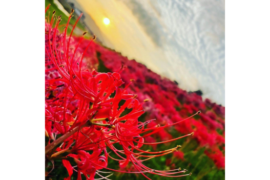 宮若市ヒガンバナまつりイベント公式 福岡県の観光 旅行情報サイト「クロスロードふくおか」