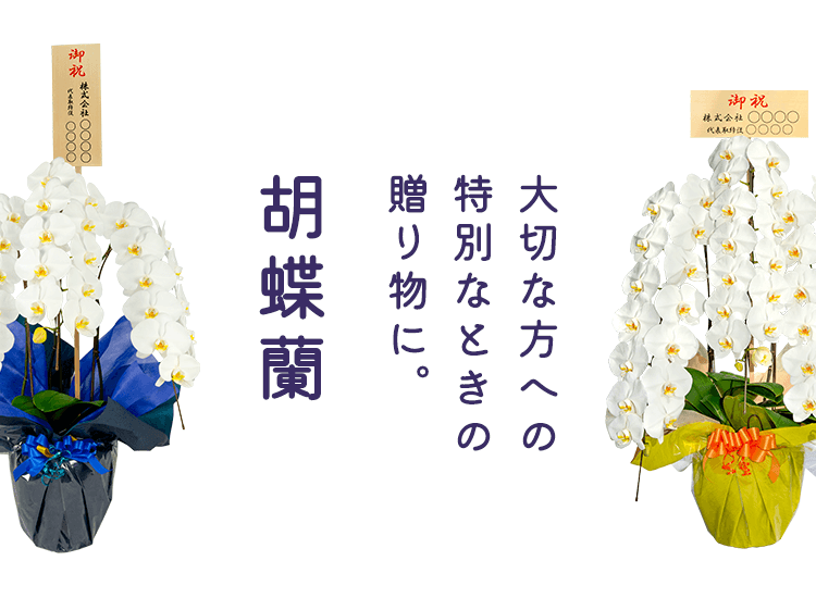 あすに届く敬老ギフト 胡蝶蘭の販売 楽天1位 あす楽 大輪胡蝶蘭3本立 38輪前後から 胡蝶蘭 お祝い お祝い花 大輪胡蝶蘭3本立 胡蝶蘭3本立開店祝い・就任祝い 移転祝い・退職祝い 胡蝶蘭 鉢花 送料無料 翌日配送楽天1位 最短あすに届く 大輪胡蝶蘭 3本立 38輪