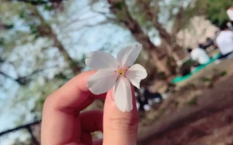 砧公園でお花見！食はココロを豊かにする