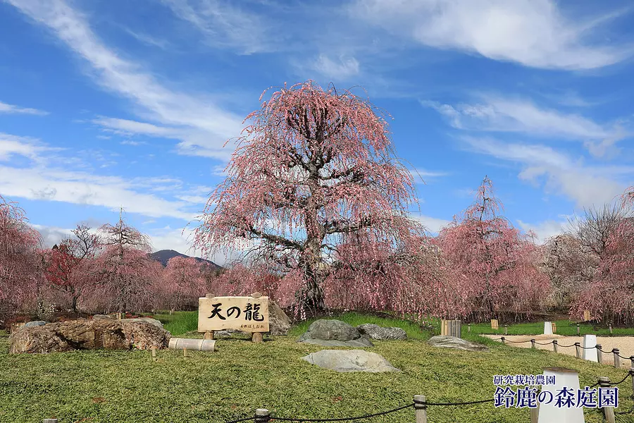 イベント告知 100年超のしだれ梅がライトアップ 鈴鹿の森庭園の名木が見頃に - デジカメ Watch
