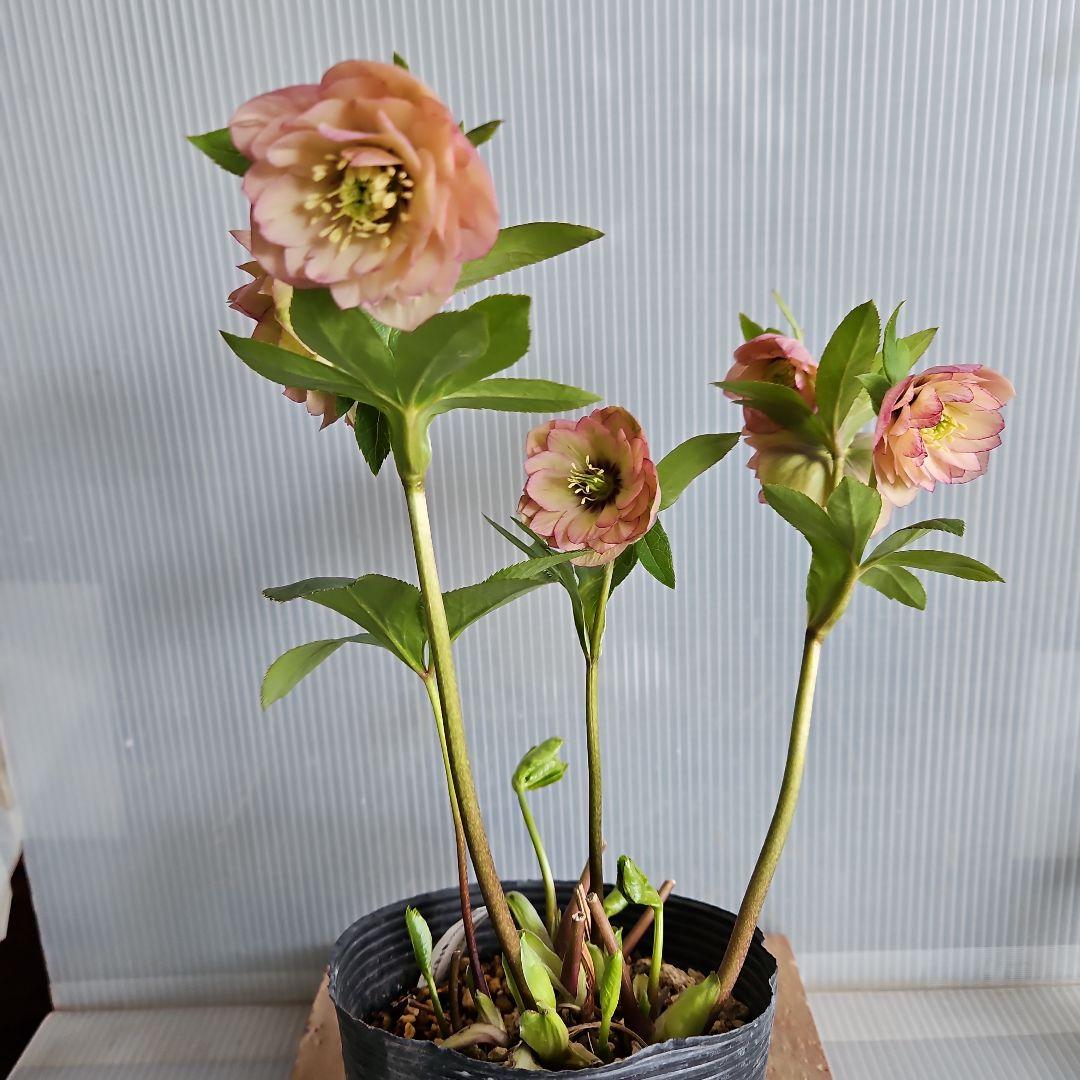 麦♥クリスマスローズ 赤系 ♥アンティーク ドライフラワー 詰め合わせ