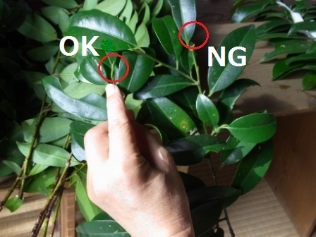 榊と玉串の違い・作法・玉串奉奠完全ガイド玉串料・調達も解説高嶺の榊