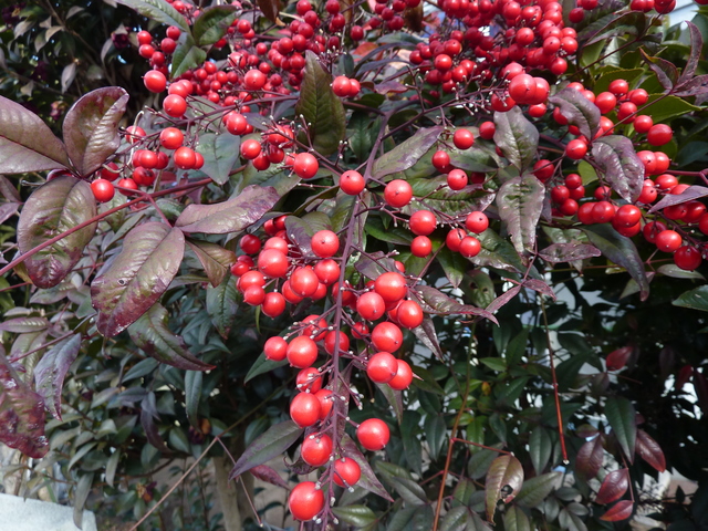 お正月に飾りたい縁起のいい赤い実11種！正月の花LOVEGREEN ラブグリーン