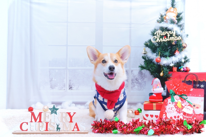 人気インスタグラマーさんに聞いてみた！ 愛犬と一緒にクリスマスの思い出をつくるコツとは？犬編PECO ペコ