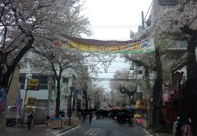 常盤平さくらまつり 2014photo+