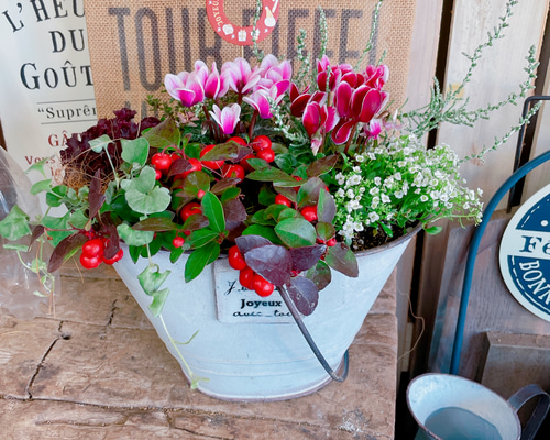 シクラメン クリスマスフラワー ガーデンシクラメンの写真素材96517388- PIXTA