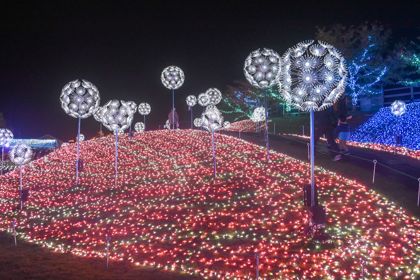 滋賀の山奥に誕生した新参イルミ！イルミ列車が意外と穴場。良い点悪い点を紹介Enrich Your Life