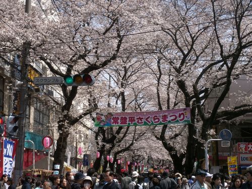 常盤平さくらまつり クチコミ・アクセス・周辺情報松戸 - フォートラベル