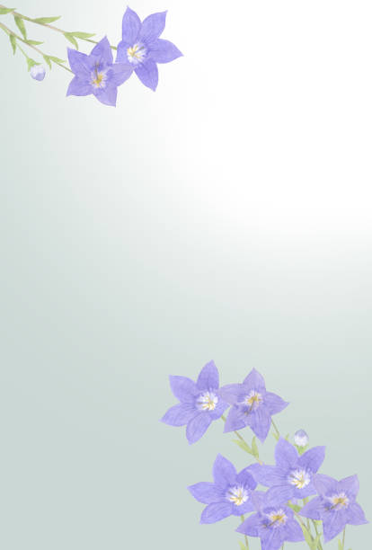 温かみのある蓮の花の喪中はがきさきちん絵葉書