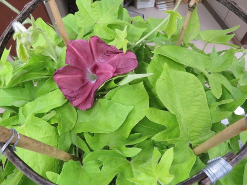 寄居町で幻のアサガオ「団十郎」が見頃に 「朝顔見世興行」は10月まで - 秩父経済新聞