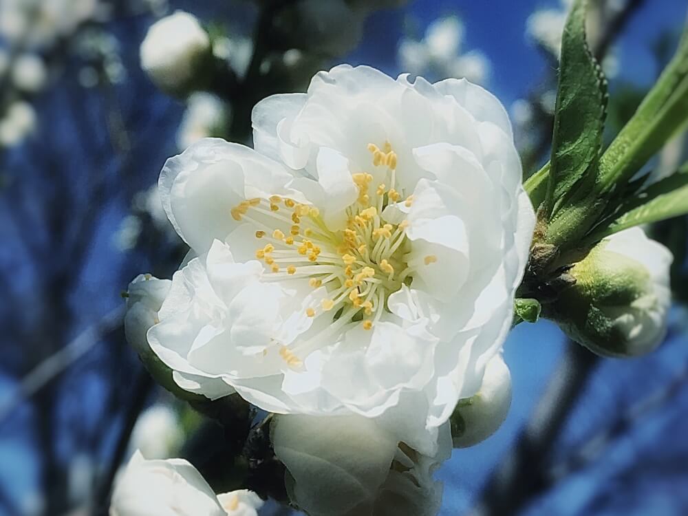 ひな祭りとは？意味や由来、準備から思い出作りのアイデアまで全解説こども写真館スタジオアリス写真スタジオ・フォトスタジオ