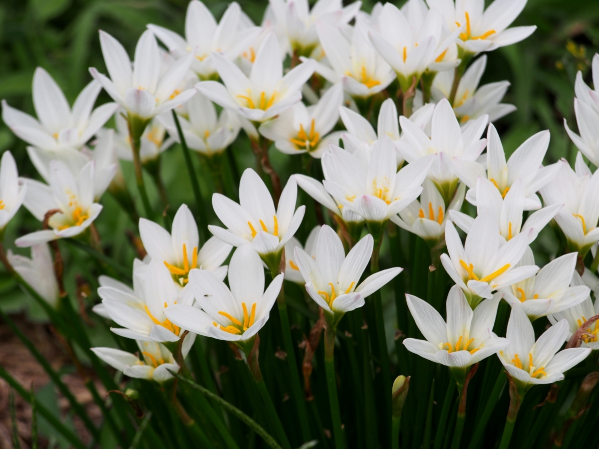 1 24の誕生花は「 サフラン 」です。 花言葉は「 慎ましい態度 」です。 アヤメ科の球根植物で、地中海沿岸原産。古代から貴重なハーブとして栽培されました。 秋に、青紫の花を咲かせます。雌しべの先端が赤く、乾燥させると黄の染料がとれます。 ＊ 一日一花。 『誕生