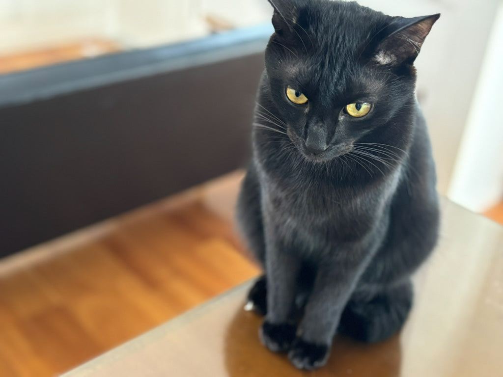 500 - Failed to fetch dynamically imported module:https:www.petscare.com _nuxt BSCbXVaK.jsVeterinary Care at YourFingertips