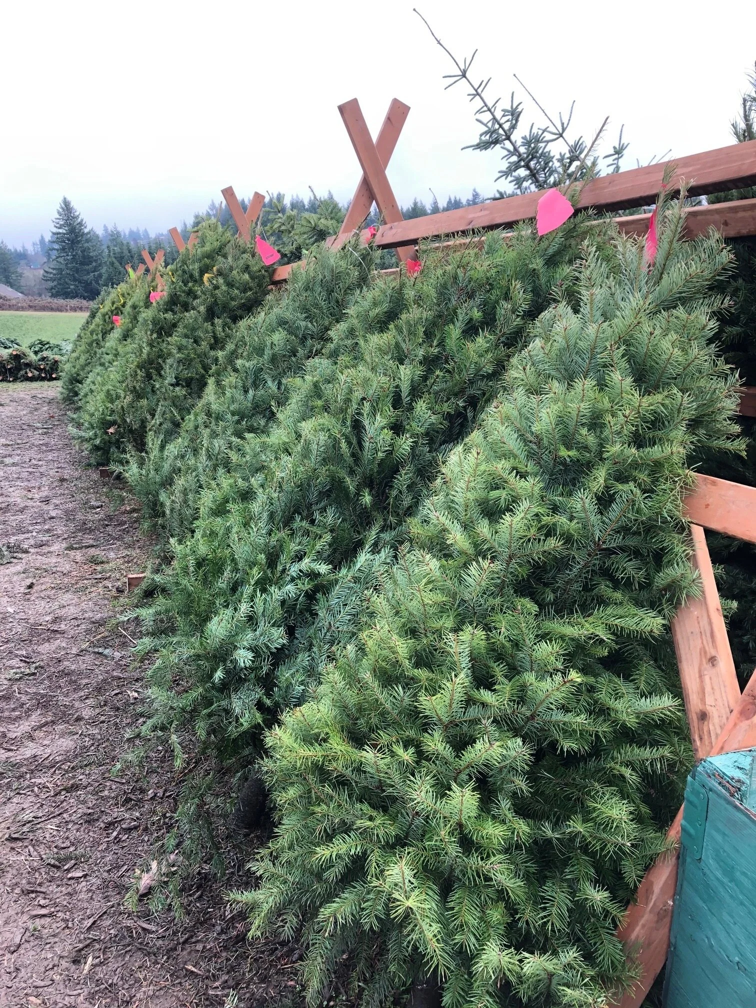 本物のクリスマスツリーは何の木？ 定番の木の種類と選び方ラクして楽しむガーデニング