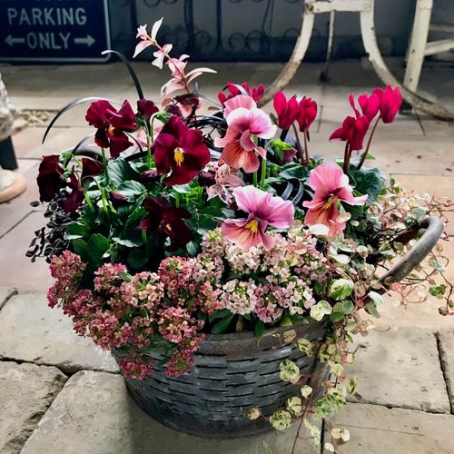 ゴールドクレストとガーデンシクラメンのクリスマス寄せ植え 8号鉢 ご予約品 11月末からお届け