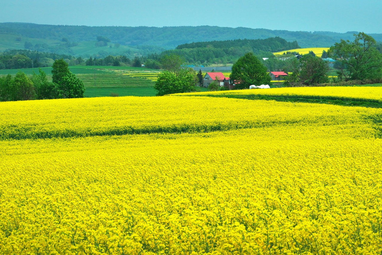 たきかわ菜の花 - 滝川市観光情報 - 滝川市役所 公式ホームページ