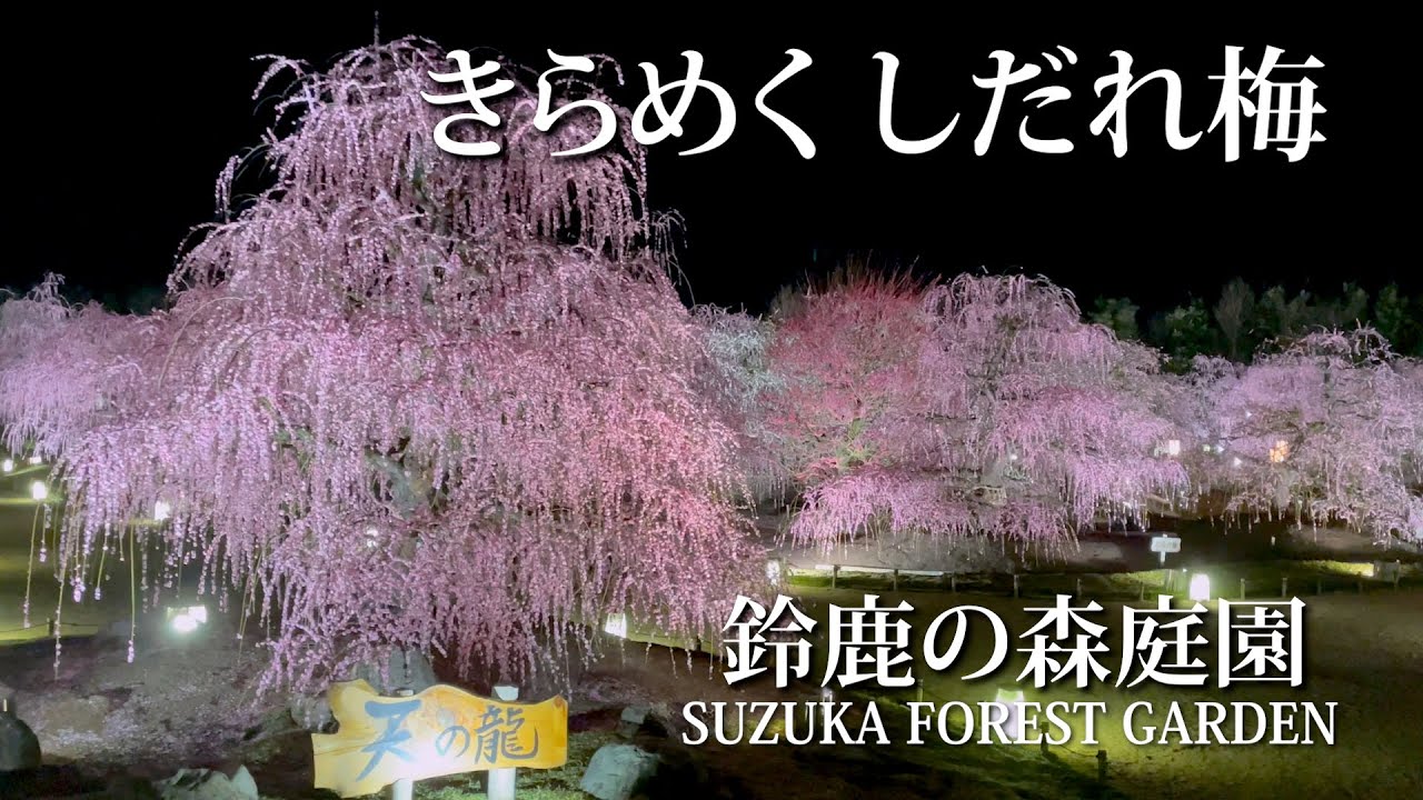🌸 しだれ梅まつり2025の思い出 🌸 ※こちらは、2025年3月14日に撮影した写真です。 ✿ ❀* ✿ ❀* ✿ 梅の上で光る白い点 実は