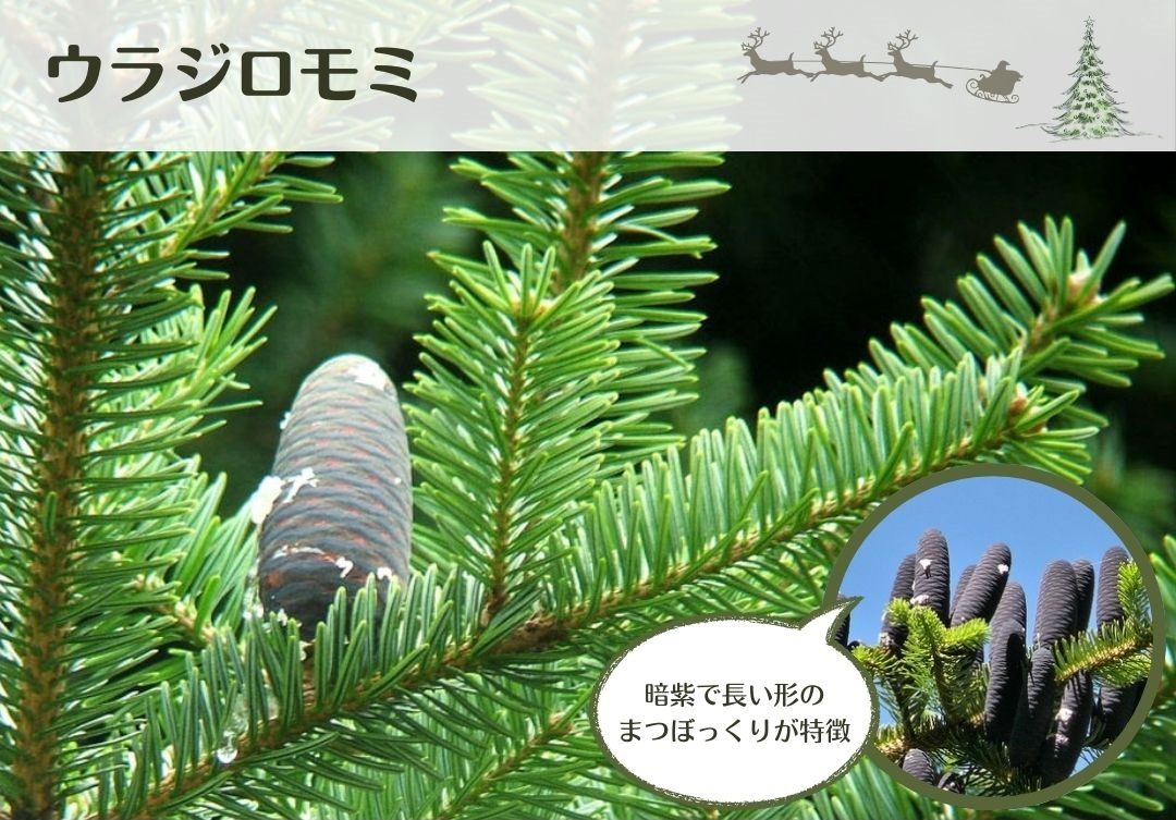 緑花木 クリスマスホーリーやモミの木など、ご自宅で楽しむクリスマスツリーはいかがでしょうか？ 2021.12.11道の駅 みのりの郷東金千葉県東金市