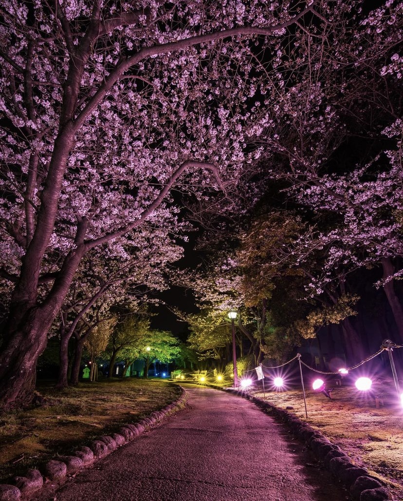 明石公園 イベント 2023 5月TikTok