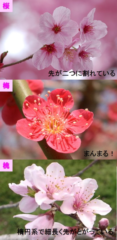 イベント事のマナーお花見 季節の楽しみは皆で気持ちよく世田谷自然食品