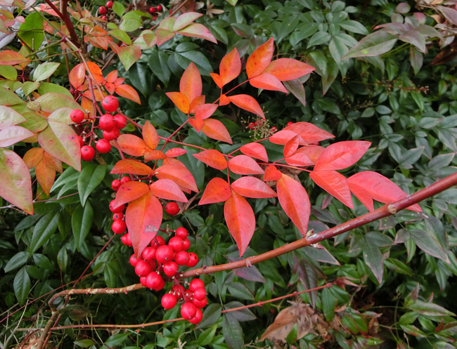 楽天市場 正月 赤い実の通販