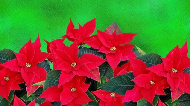 Fairy Cottonひし形 赤と緑のクリスマス・カラ