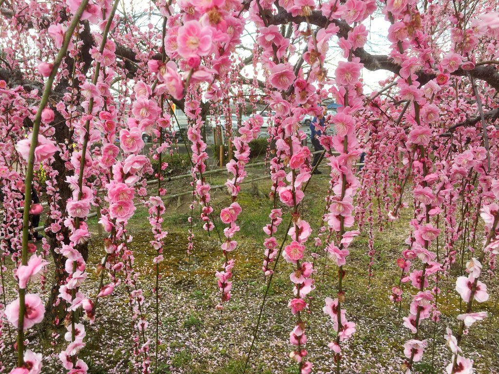 開花期間限定の一般開放、鈴鹿の森庭園で「しだれ梅まつり」がスタート！3月31日まで-みんなの趣味の園芸