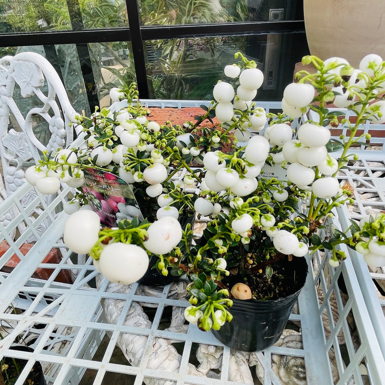 クリスマス 季節感たっぷり冬の寄せ植え