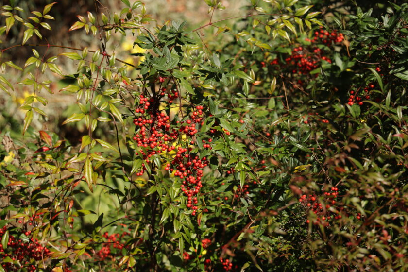 正月 造花 グリーン 実 とりよせ品 南天ピック 赤い実 お正月アレンジ お正月インテリア お正月小物 ベリー 木の実 フェイクグリーン 観葉植物人工植物