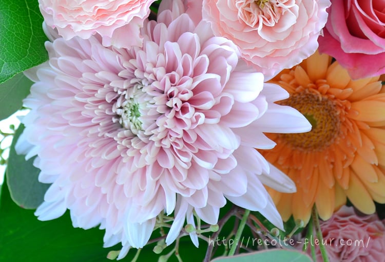 秋が旬！縁起のいい菊の花を飾って部屋を華やかにハルメク暮らしとお金