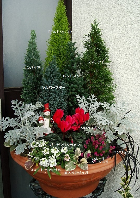 クリスマスローズはキリストの誕生花・寒い冬に満開のクリスマスローズ寄せ植えをプレゼントに