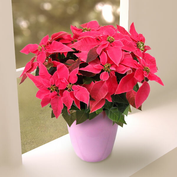 クリスマス 寄せ植えのインテリア実例RoomClip ルームクリップ