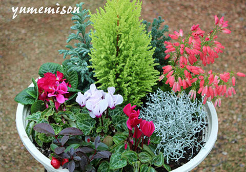 シクラメンのクリスマスツリーの写真素材205996622- イメージマート