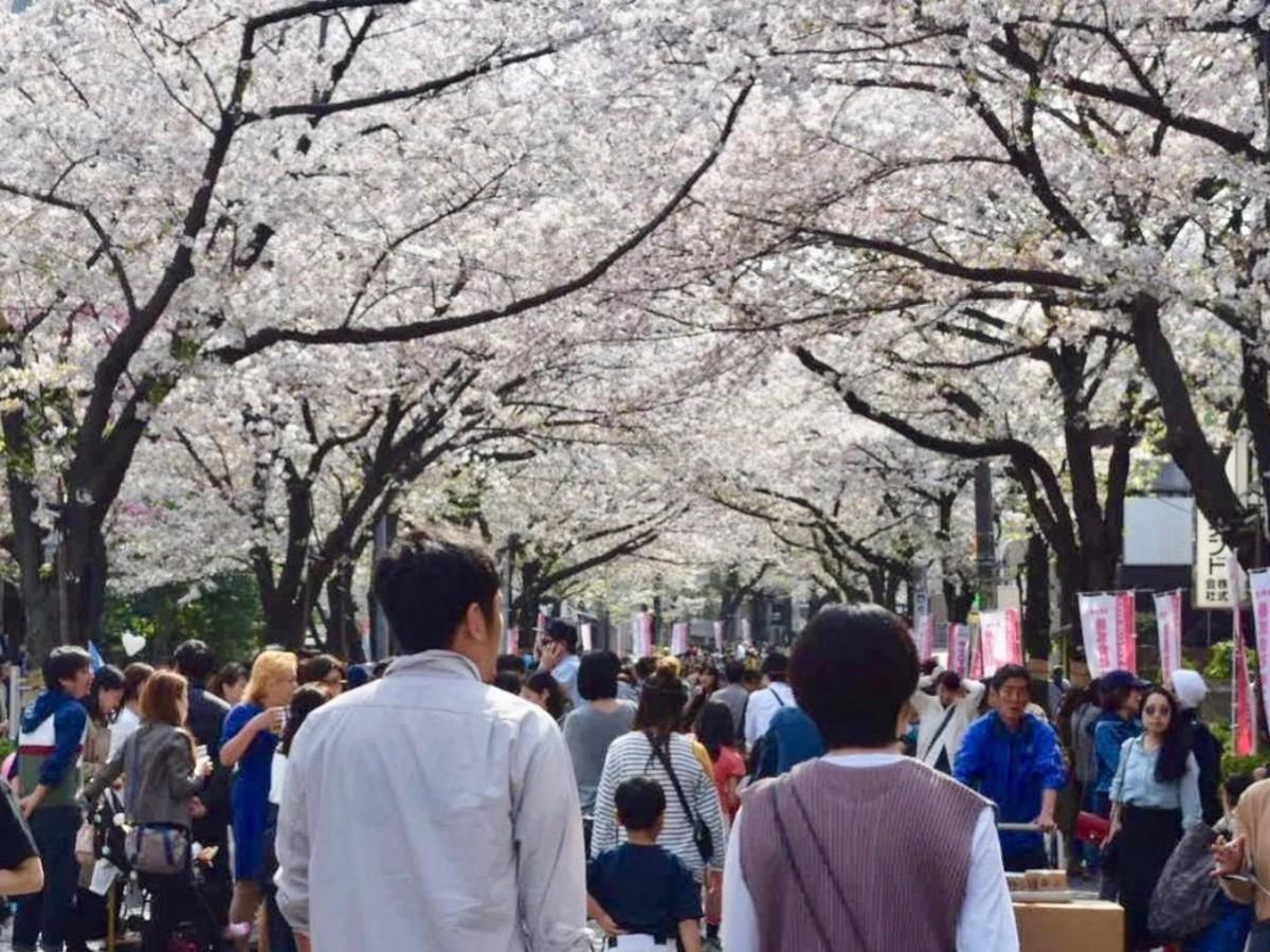 弘前さくらまつり-Hirosaki Cherry Blossom Festival