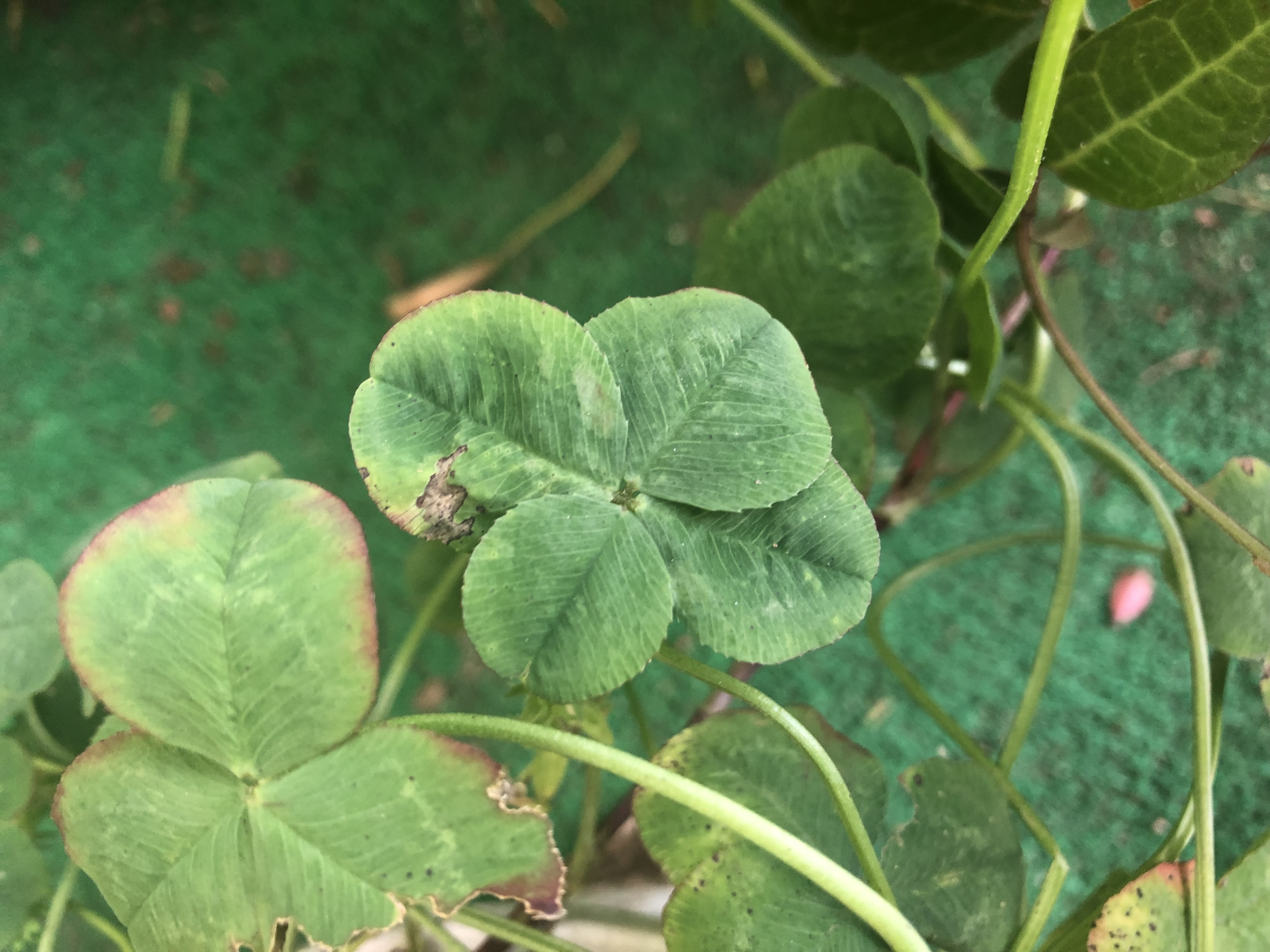 最強 貴重な白蛇 5つ葉のクローバー 御守り