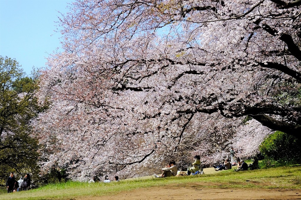 都立 砧公園の桜・お花見 アソビュー！