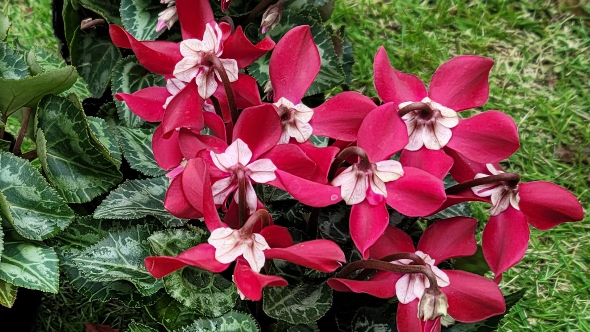 Enjoy gardening!Arrange your garden in a Christmas style! Enjoy makingChristmas plants and de- YouTube