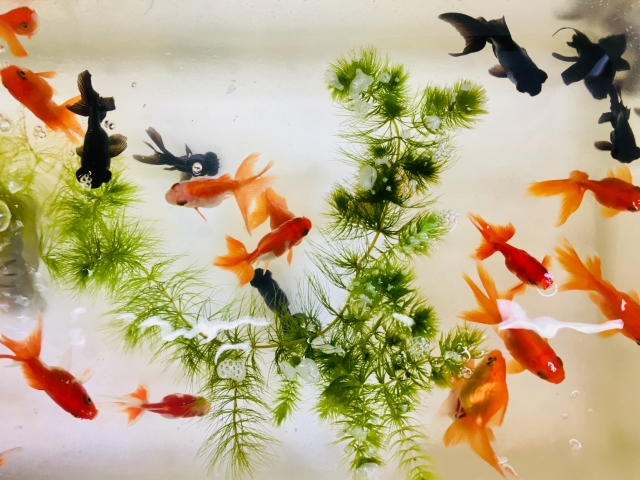 夏祭りの屋台でも値上げ 金魚すくい300円→500円、スーパーボールすくい500円→600円に！円安と“100円”単位の値上げが要因FNNプライムオンライン