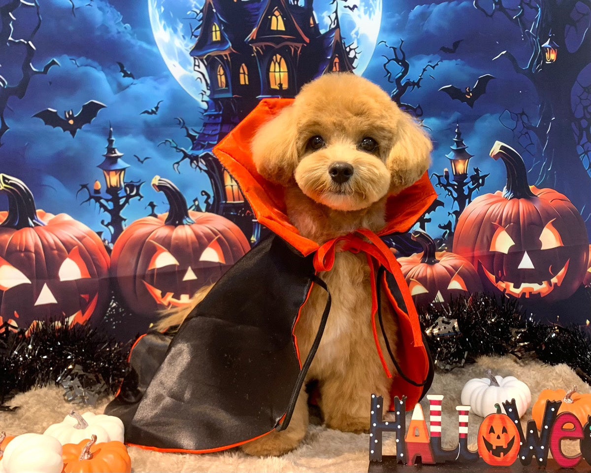 ハロウィンイベント大阪 2024アクティビティジャパン