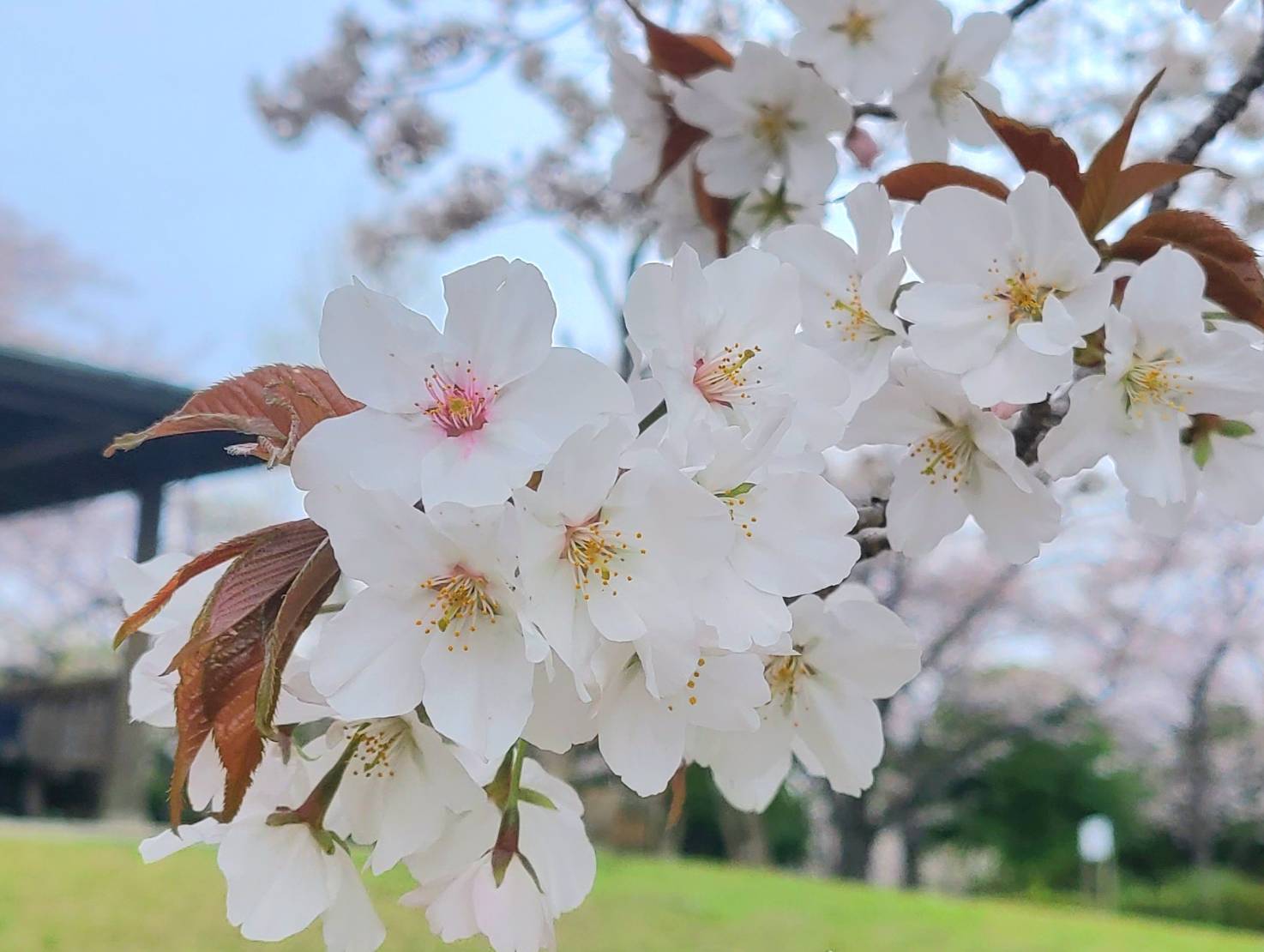 宮の桜2010 栃木市 花見の穴場、今年も健在 : ワンコイン的食べ歩き生活