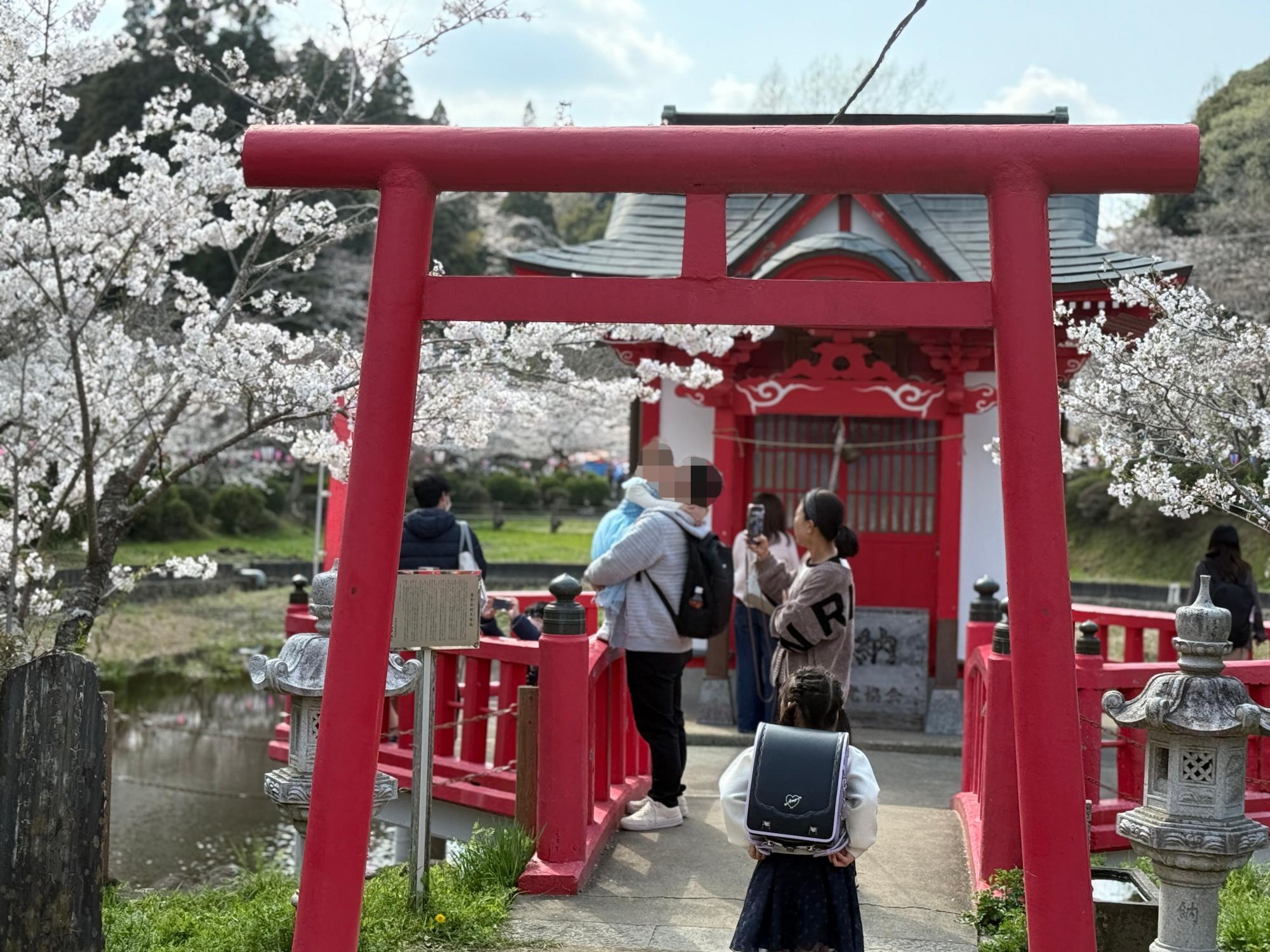 茂原公園周辺で「茂原桜まつり 2025」が3 29 土 ・3 30 日 に開催！ 屋台・出店・ライトアップ・駐車場など猫の道案内