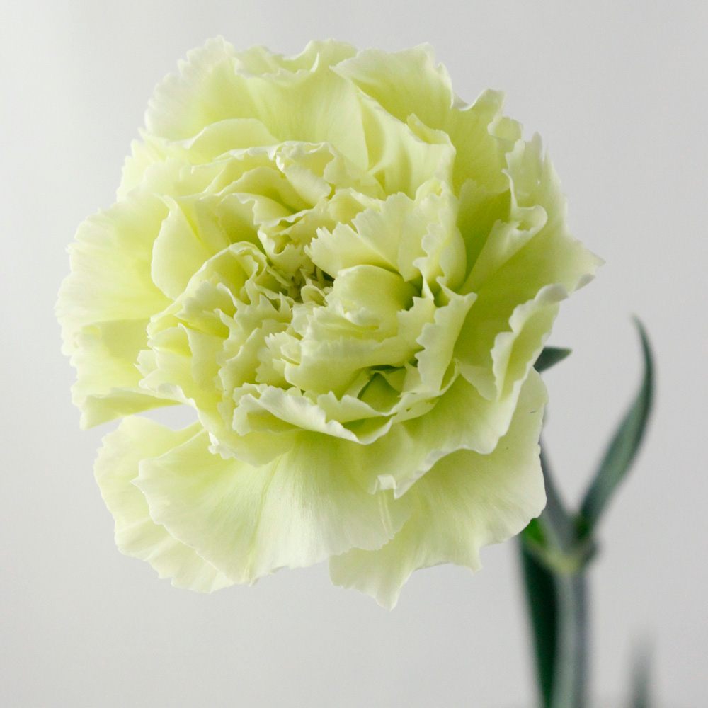 折り紙 カーネーション ゆっくりバージョンOrigami Carnation