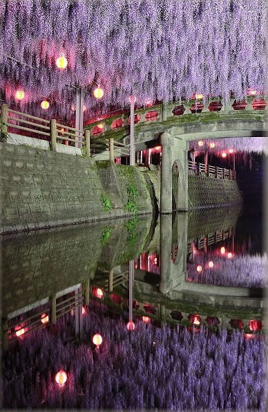 中山大藤まつり2023 4年ぶりの開催！樹齢約300年の藤 ライトアップも 柳川市久留米ファン